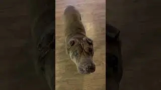 Stayed cool all day! #dog #puppy #sharpei #treat #snack #heat #hot #summer #summertime #logan #emma