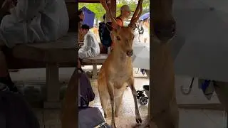 Nara Park deer 🦌 in japan #zoo