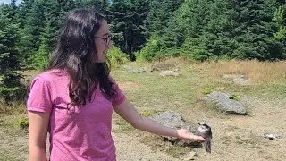 A Greyjay Landed in My Hand on Mount Hale!