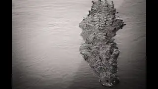 Crocodile River Tour ~ Costa Rica