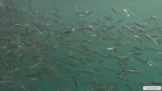 Pacific Herring 2 | Vancouver Island | Underwater 4K | Snorkelling | 23 04 2025