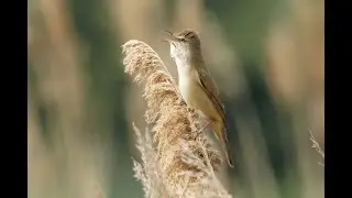 Great Reed Warbler, Ouse Fen RSPB, Cambridgeshire, 26/4/25