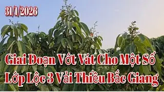 Giai Đoạn Vớt Vát Cho Một Số Lớp Lộc 3 Vải Thiều Bắc Giang