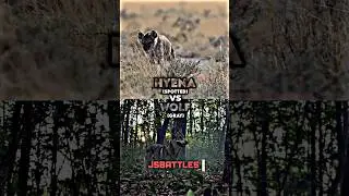 Spotted Hyena vs Gray Wolf