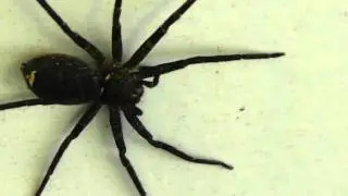 🐝 Japan Huntsman Spider - Family Sparassidae - Real Japan Monsters