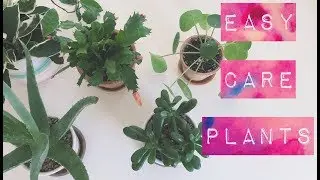 7 house plants perfect for beginners