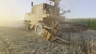🌾Klimatyczne Żniwa Pszeniczne 2025💪 BIZONA RYK❤️ FORD-NH oraz JOHN DEERE w Akcji😎💪 cz.3