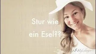 Stur wie ein Esel??