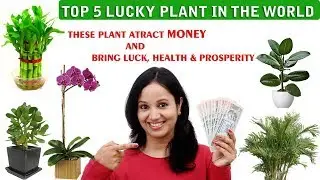 Top 5 Lucky Plants for Home | Vastu Plants | Best Indoor Plants | Lucky Plants For Home
