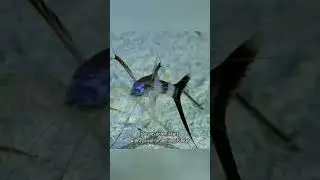 Tripod Fish: The Deep-Sea Creature That Stands to Survive