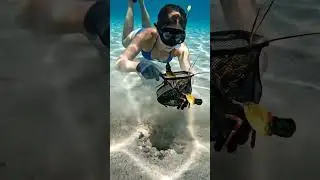 The Ocean Siren The Mantis Shrimp Ambush