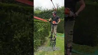 Professional Hedge Trimming on Stilts
