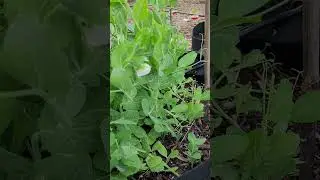 Growing Sugar Ann Snap Peas in a Grow Bag #peas #gardening