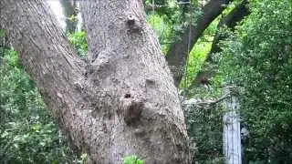 Tree Trapout - Honeybees - 06 08 2015 - Harmony Hollow