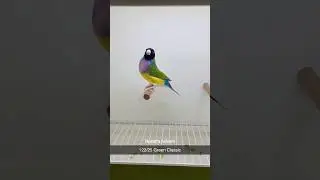 Classic Green Gem💎 Pure Spanish Blood Birds 2025 (AD14) Ring Bird🖖Say Ma Sha Allah ❤️ 03222756919