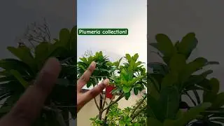Plumeria collection!!! #shortsviral #shortsfeed #shortsvideo #gardeningtools