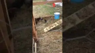Chickens first day in their new coop
