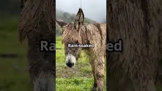 Donkey Care 101! 🐴5 Must-Haves for Happy Herd Guardians #homesteading  #livestockguardian  #offgrid