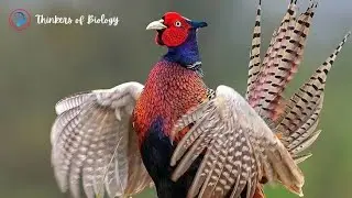 MAGNIFICENT! Rare Sight of a Ring-necked Pheasant