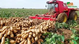 How China Produces 19M Tons of Peanuts &ndash; Powering a $90B Global Industry | Agriculture Farming