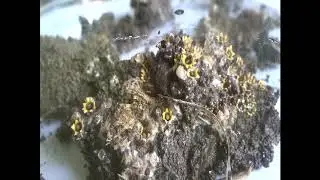 𝘚𝘱𝘩𝘢𝘦𝘳𝘰𝘣𝘰𝘭𝘶𝘴 𝘴𝘵𝘦𝘭𝘭𝘢𝘵𝘶𝘴- A shotgun fungus discharging its peridioles or spore sacs.