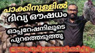 ചാക്കിനുള്ളിൽ ദിവ്യ ഔഷധം | part 1 | How To Grow Kachil | kachil | കാച്ചിൽ | #kachill  #agriculture