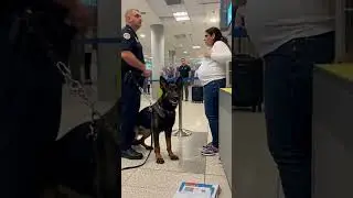 Police Dog Stopped a Pregnant Woman at the Airport 😱🐕✈️ #policedog #germanshepherd #doglove
