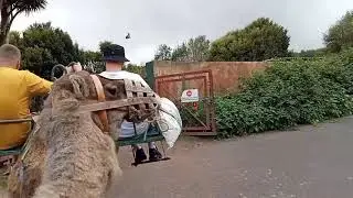 Ruta en Camello 🐪 Center El Tanque . Tenerife