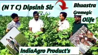 કપાસ ના પાકમાં Indiaagro Product's ભૂઆત્ર નું રીઝલ્ટ🦐||how to use bhuastra Gujarat👍||