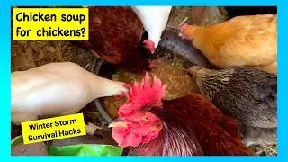 Chicken Soup for Chickens? Winter Storm survival hacks