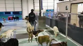 Uptown Dawg - Dog Daycare in Port Moody