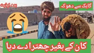 Wednesday Updates | Kitne Ka Liya | Mundra Chatra | Desi Bakra | Dumbay | Qurbani 2026