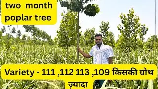 कौन सी वैरायटी की ग्रोथ ज़्यादा ?#trending #agriculture #poplar #farming