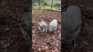 Blue Andalusian chickens scratching through the mulch (notice the escapee in the background)
