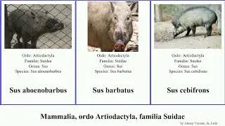 Mammalia, ordo Artiodactyla, familia Suidae sus barbatus larvatus Babyrousa celebensis Love porcus
