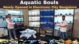 Aquatic Souls Newly Opened Aquarium Shop Electronic City Bangalore  - Epic Shop Tour