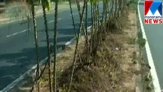 Tapioca cultivation in Highway median | Manorama News