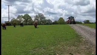 Fishers Farm Park cows and Tractor & trailer ride May 21