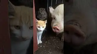 Porko Gets Along With The Cats