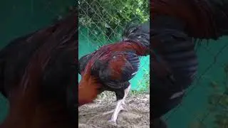 Classic Fowls-1 #ytshorts