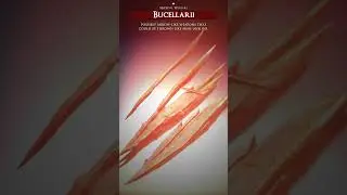Bucellarii #shorts #fyp #fypシ #military #documentary #tactical #warfare #bucellarii #byzantium #war