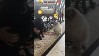 Cat adventures 😂😂😂🐾🎬
