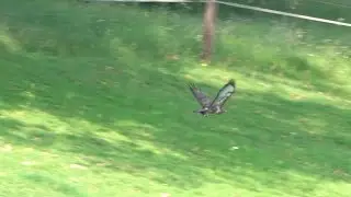 Slow motion - buzzard with rabbit prey