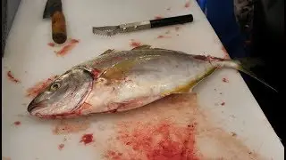 방어 보다 맛있는 줄전갱이회를 아시나요?__Fillet a Whole Bigeye trevally ,sashimi_Korean street food