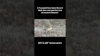 NEW state record! #deer #kansas #bowhunting #hunting #muledeer #wildlife #yourubeshorts #fyp #nature