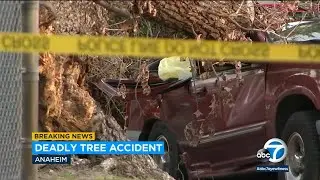 Large tree falls on top of SUV near Anaheim park, traps and kills woman inside