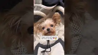 Comfy PET carrying Bag👜💞Link in our bio to get your Pet products. 💙. #petbag #cutepet