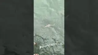 #shark #sharks #sharkfrenzy