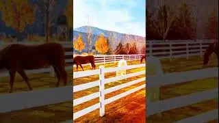Horse Fence ,👷&zwj;♂️ Tough on the outside, gentle for your animals!