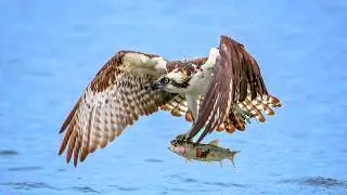 Osprey Facts: Nature&rsquo;s Master Fisher | Incredible Birds Hunting Skills